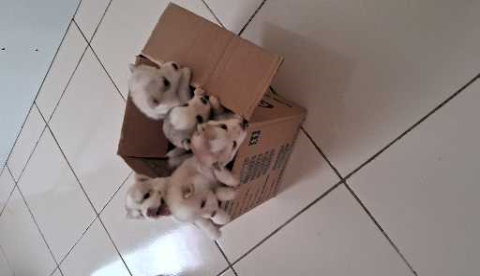 Vende-se filhotes de husky siberiano